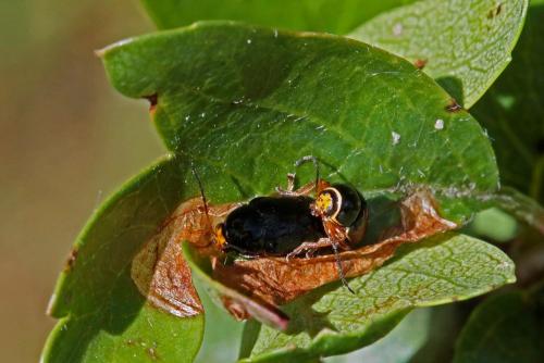 Cryptocephalus sp.